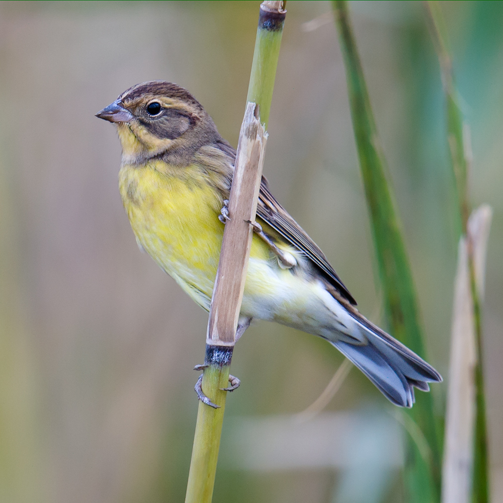 Yellow-breasted Bunting