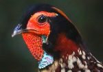 Cabot's Tragopan