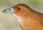 Band-bellied Crake