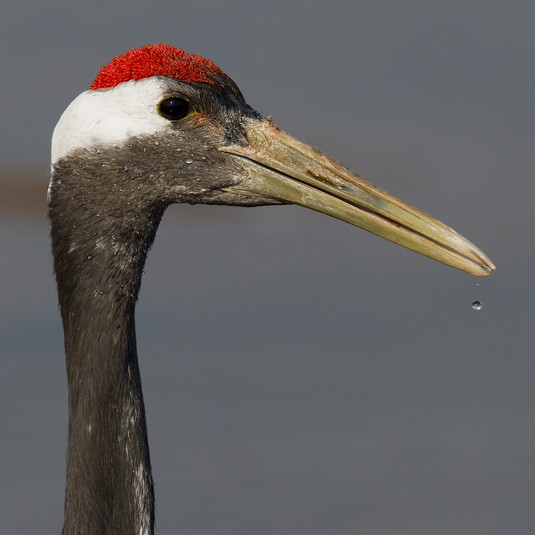 Red-crowned Crane