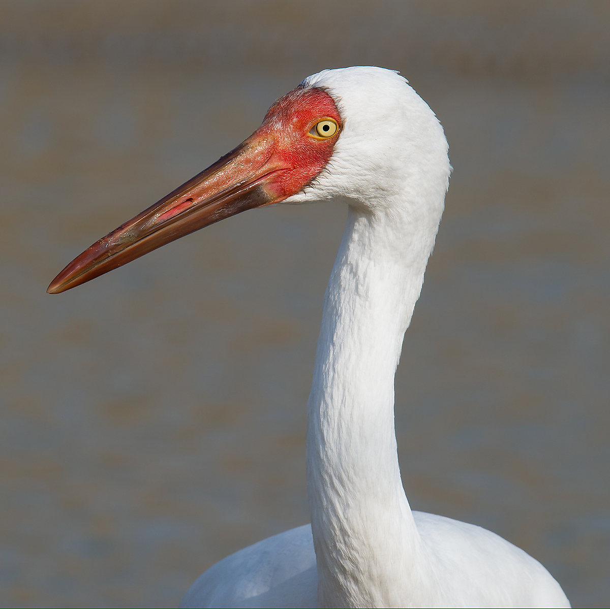 siberian crane