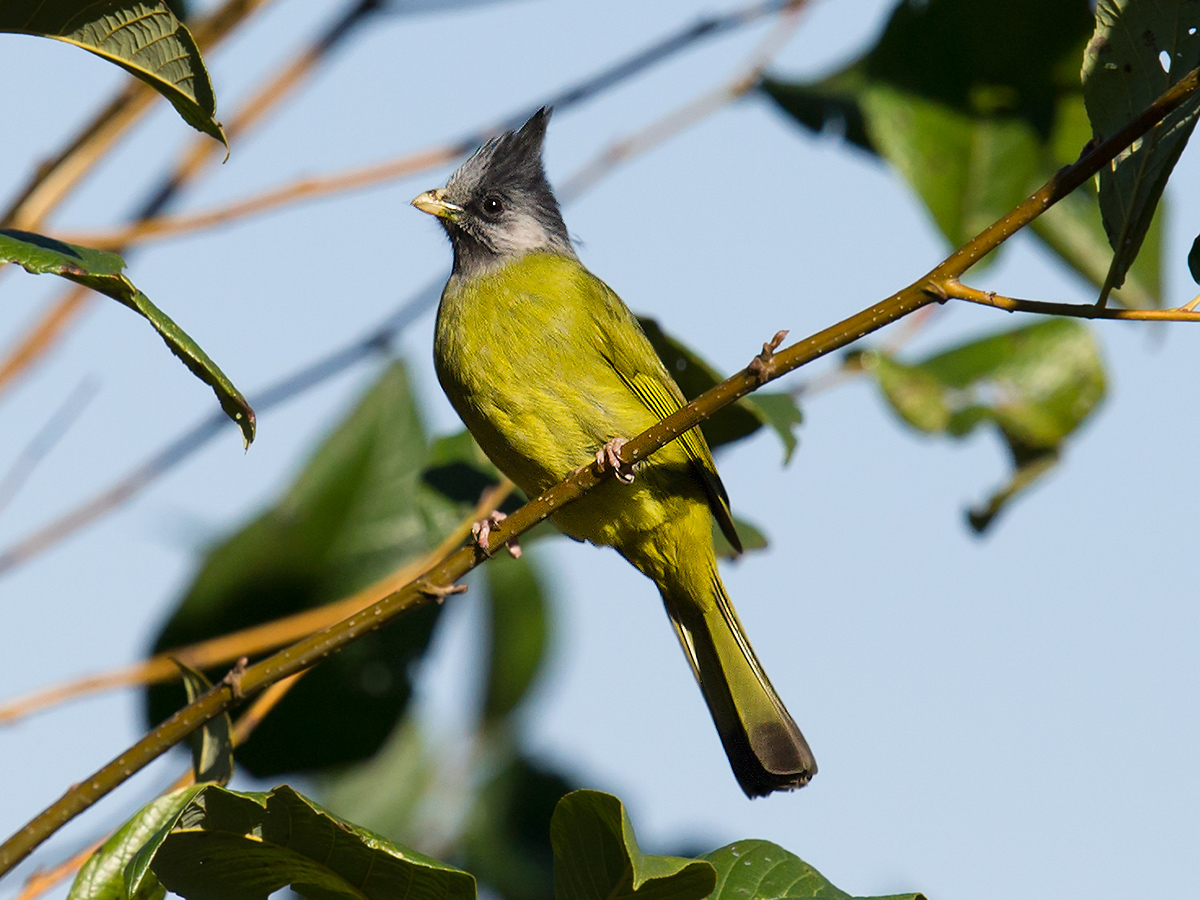 Crested Finchbill