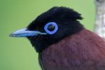 Japanese Paradise Flycatcher