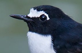 Black-backed Forktail