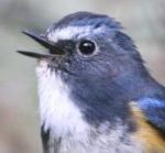 Gansu Bluetail