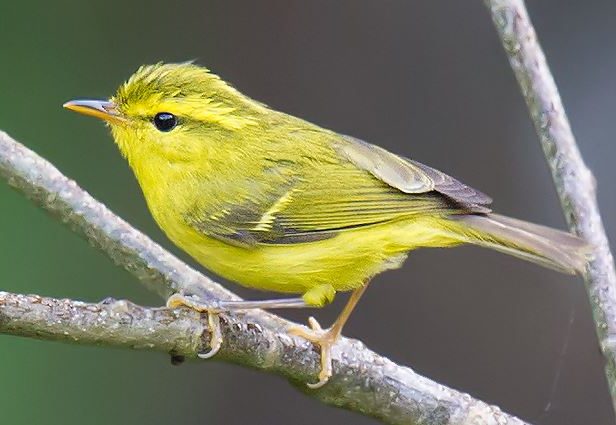 Hainan Leaf Warbler