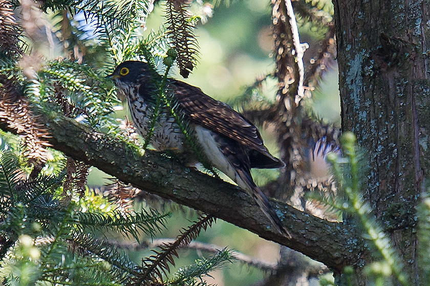 Large Hawk-Cuckoo