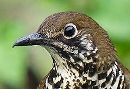 Himalayan Thrush