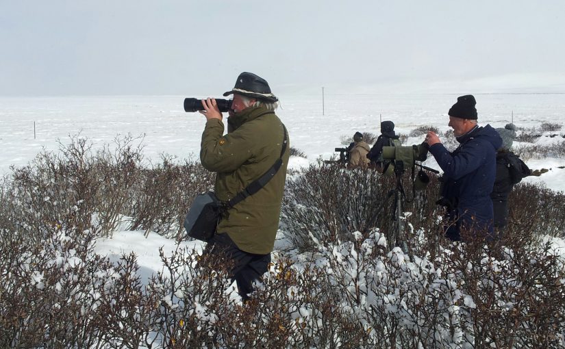 Mammal-watchers, Qinghai