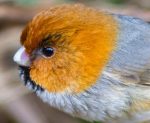 Short-tailed Parrotbill