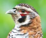 Tibetan Partridge