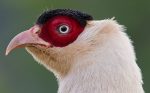 White Eared Pheasant