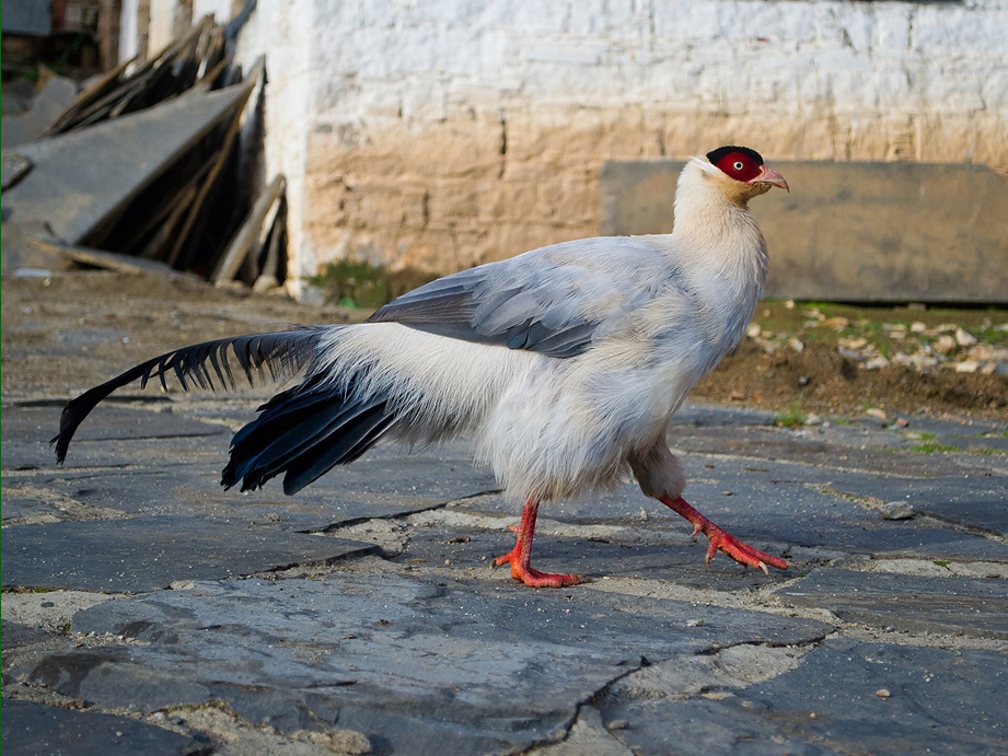 White Eared Pheasant