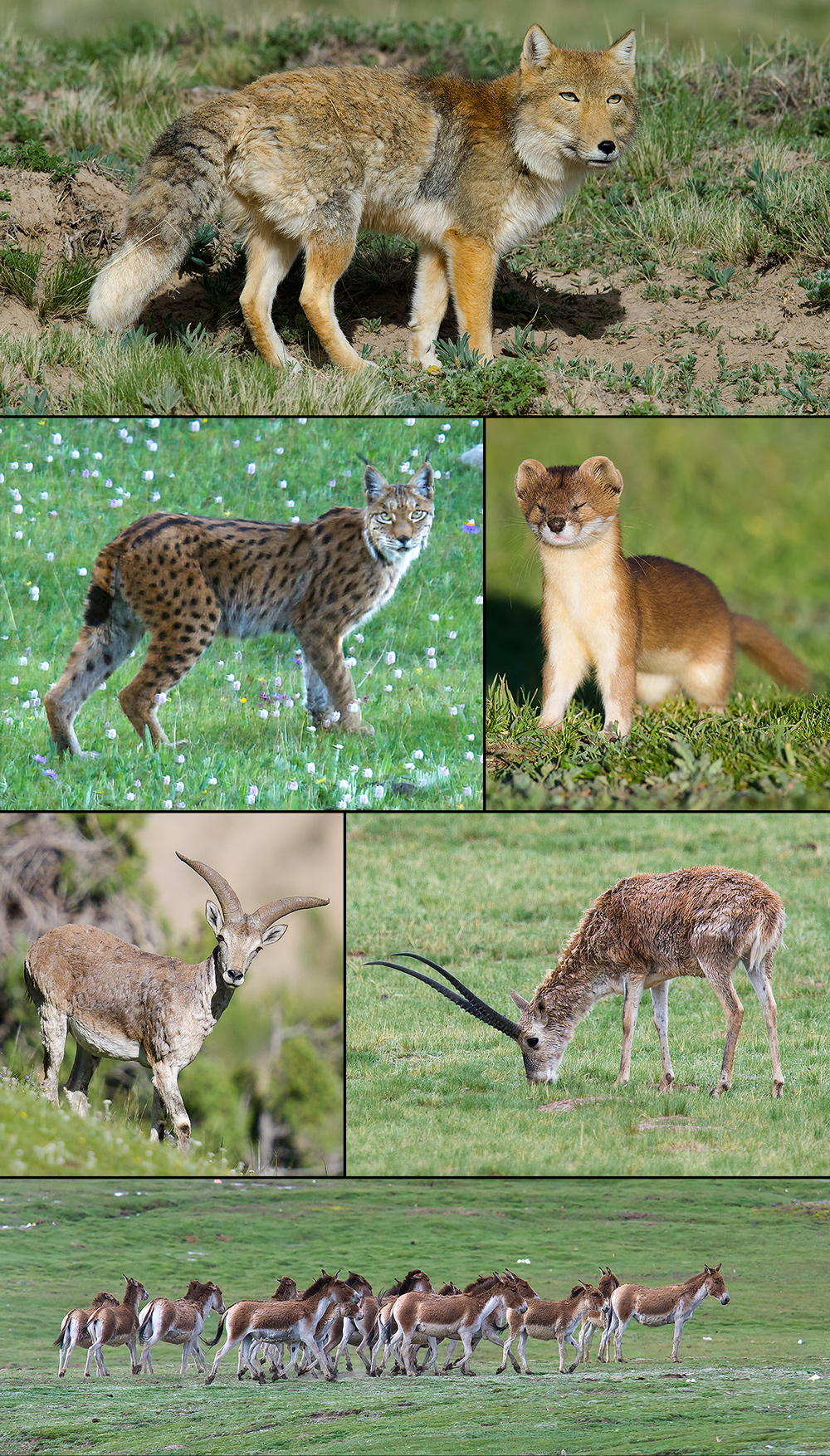 mammals-qinghai