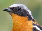 Eversmann's Redstart