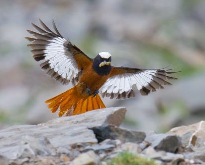 Güldenstädt's Redstart (White-winged Redstart)