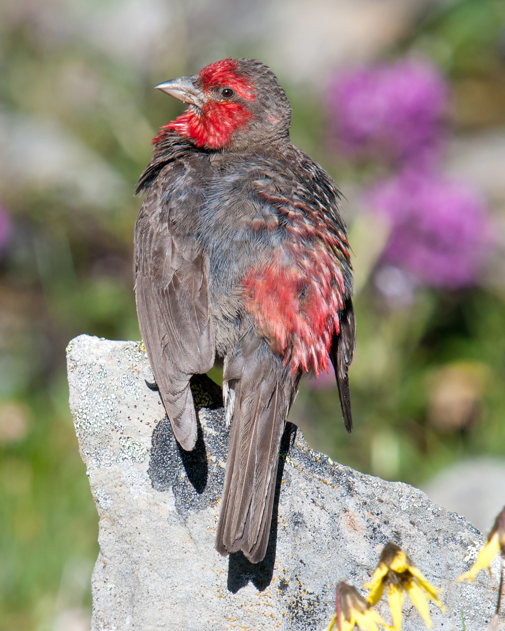 Red-fronted Rosefinch