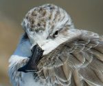 Spoon-billed Sandpiper