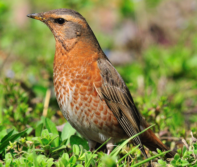 Naumann's Thrush