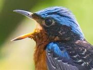 White-throated Rock Thrush