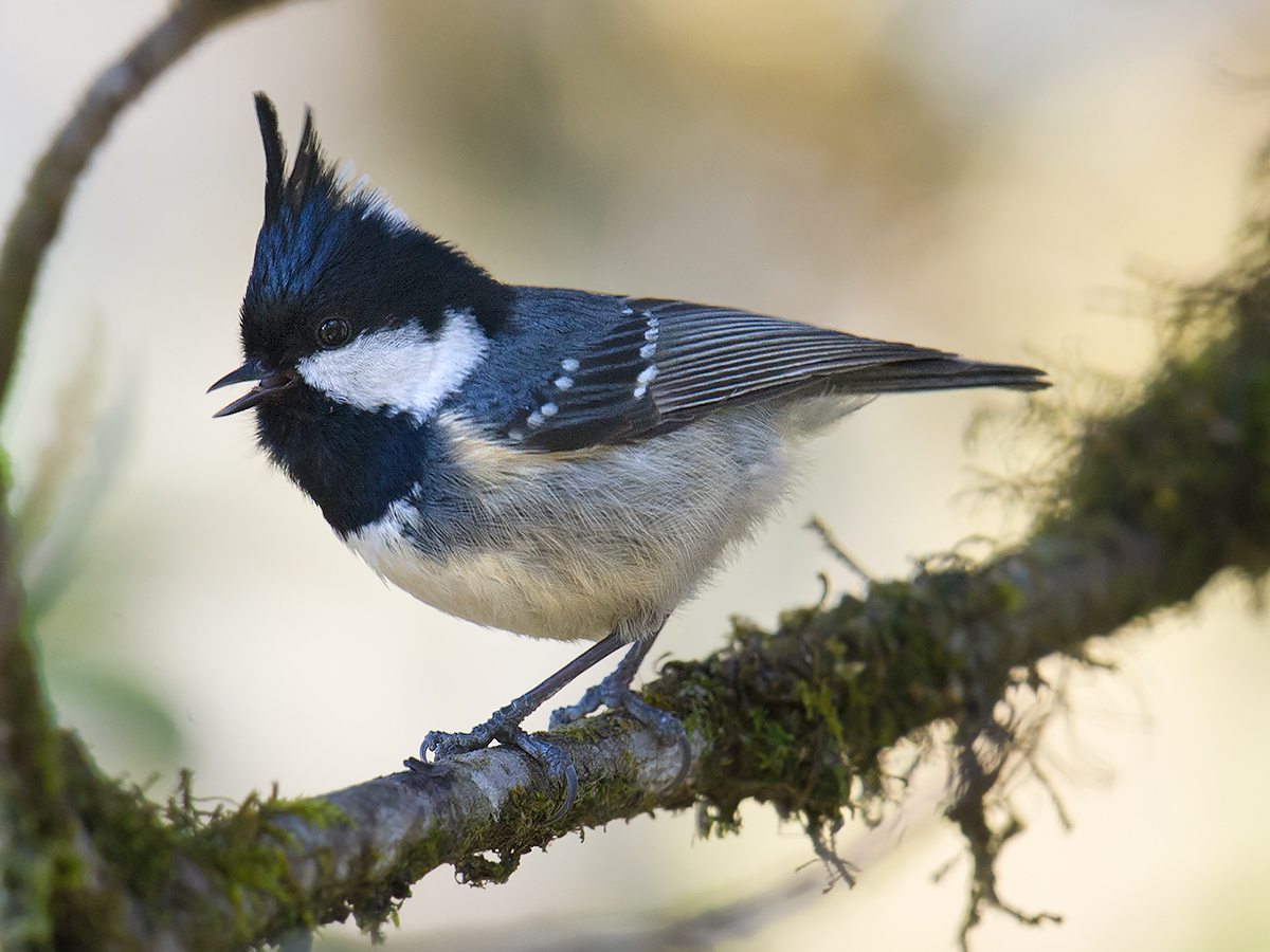 Coal Tit