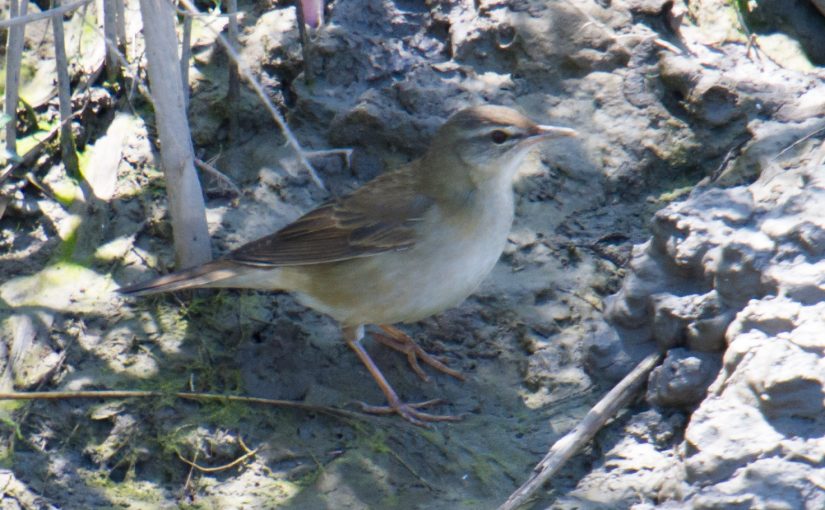 The Day Middendorf’s Grasshopper Warbler Appeared at Cape Nanhui, Shanghai