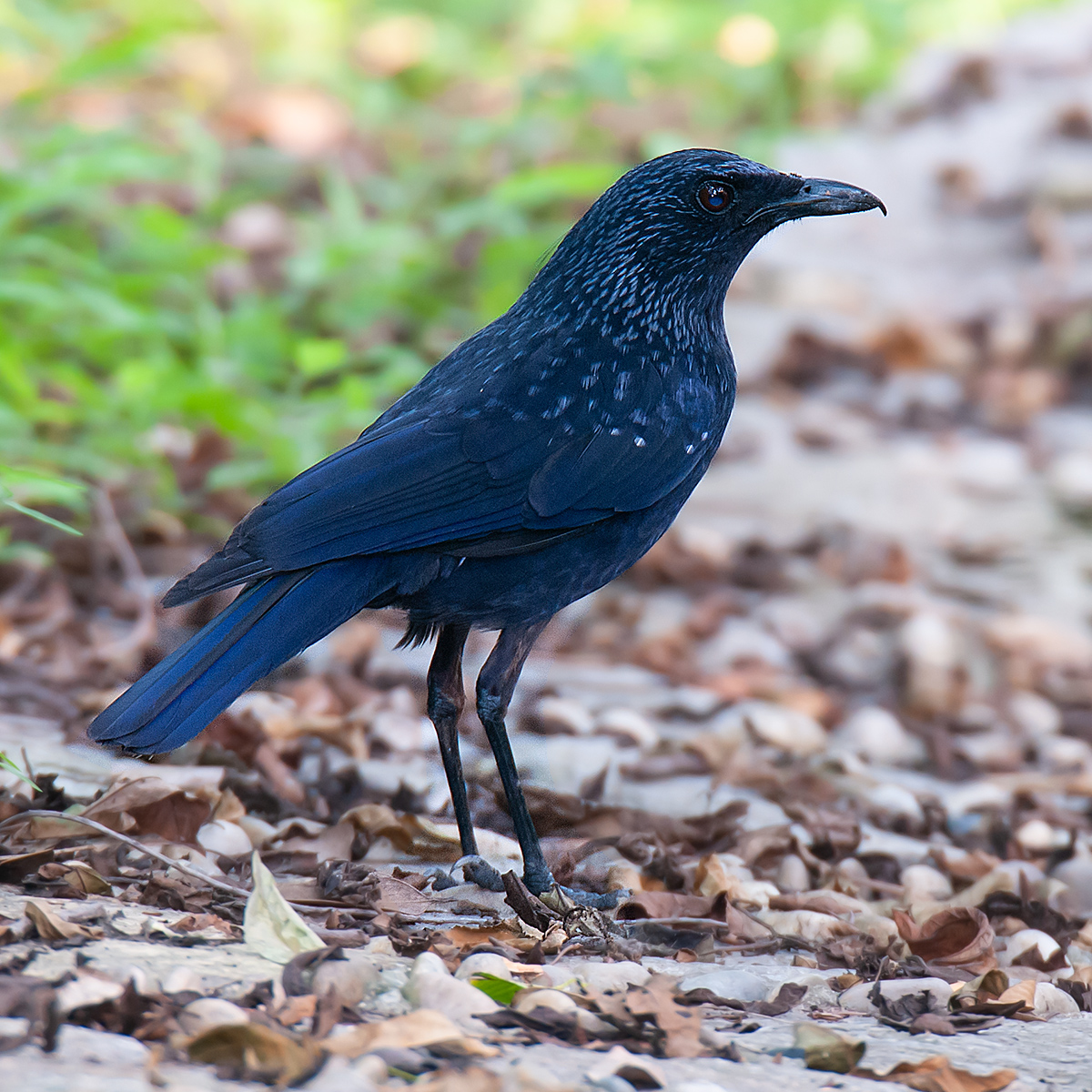 Blue Whistling Thrush