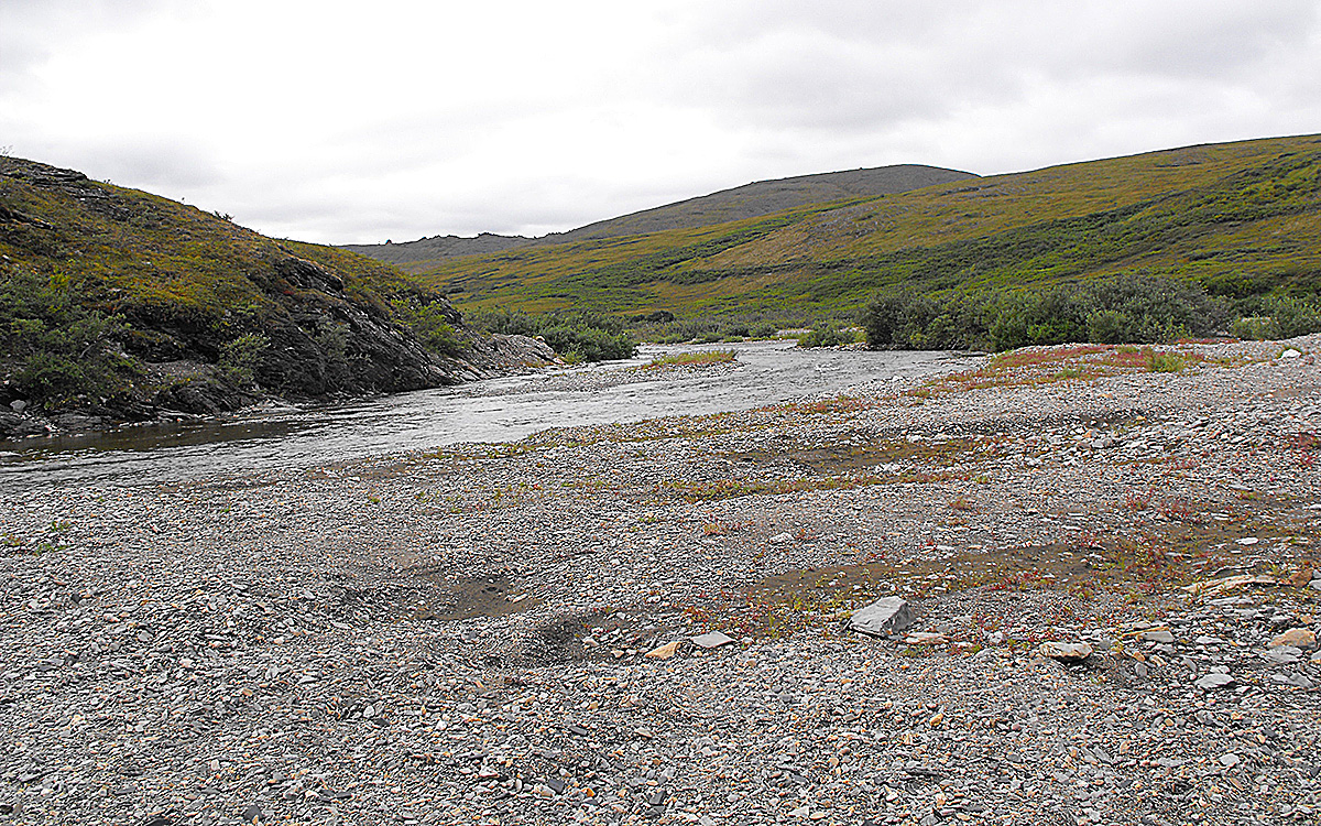 bluethroat habitat