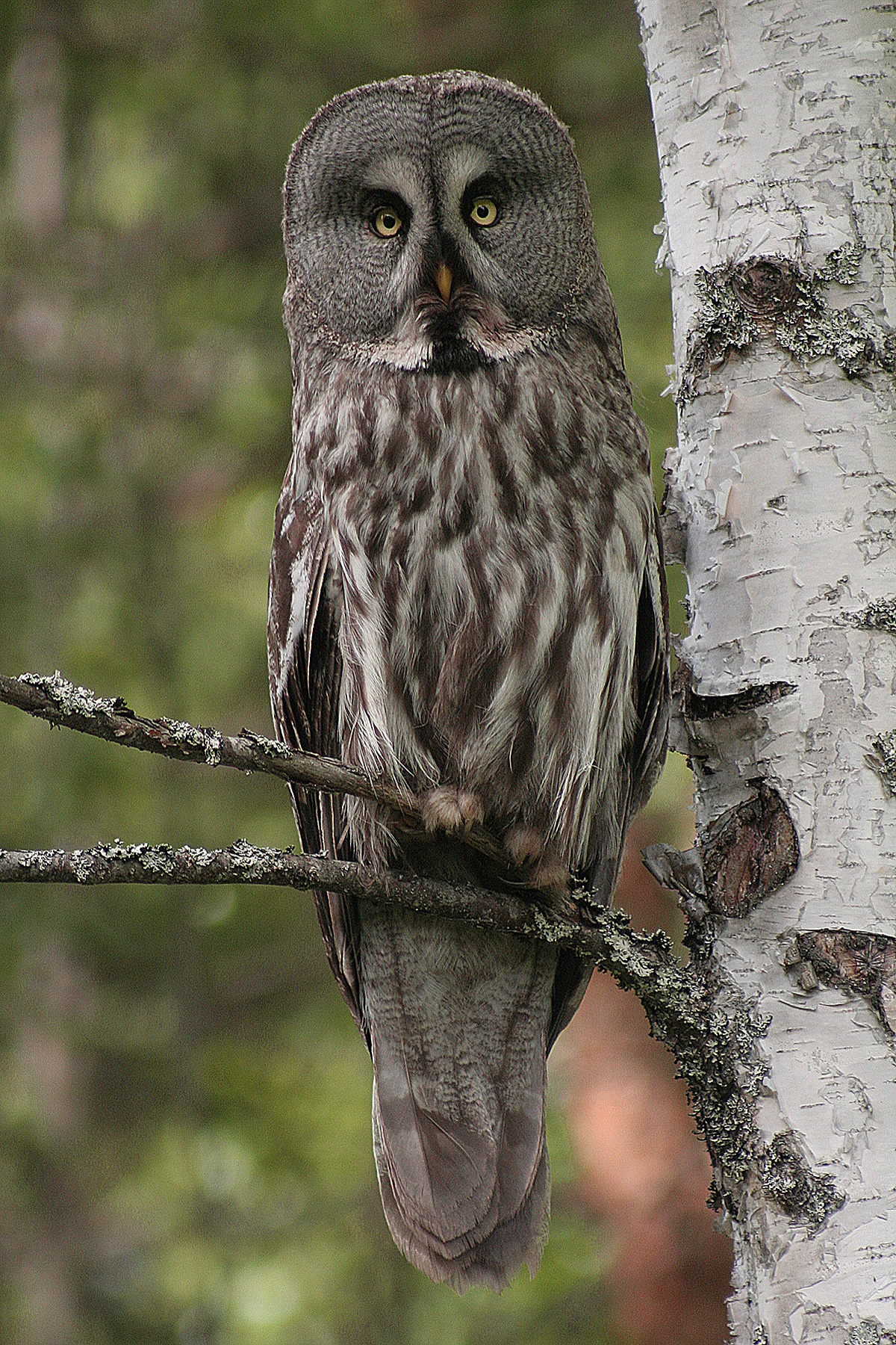 Great Grey Owl