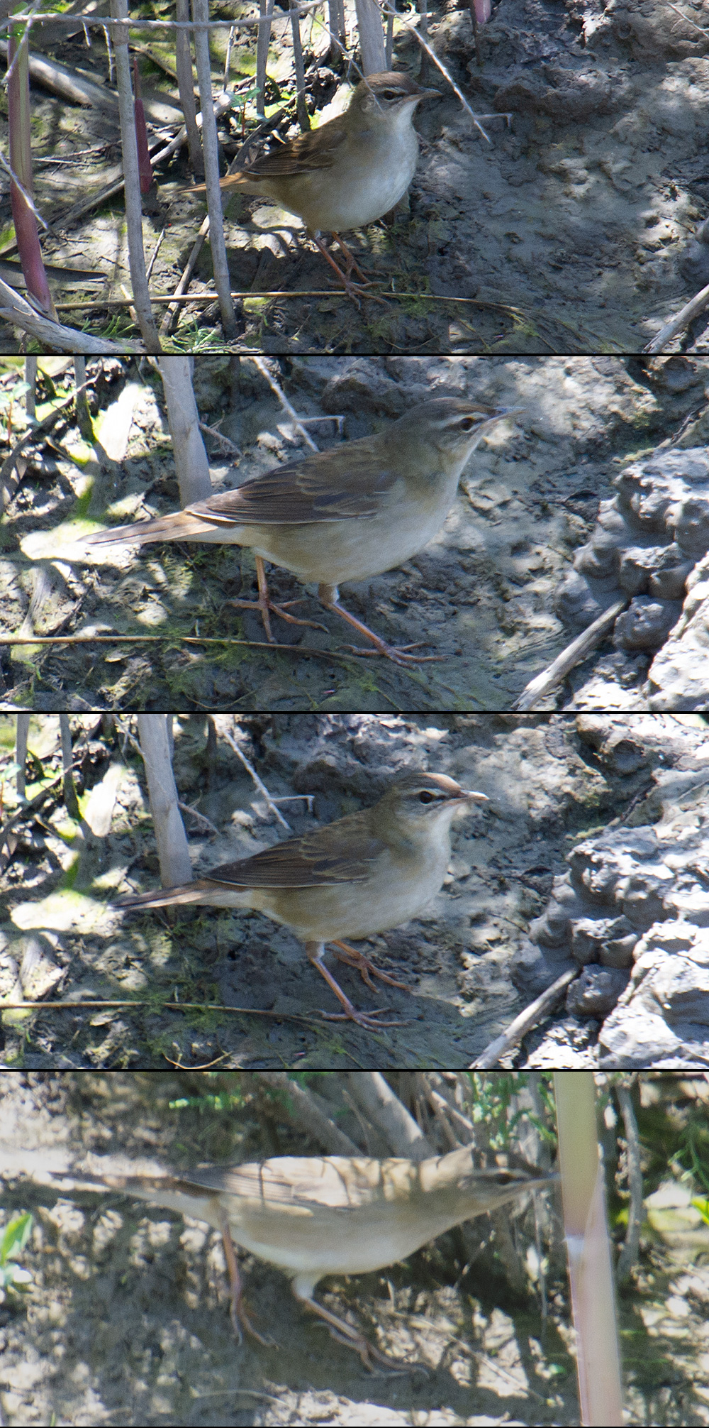 Middendorf's Grasshopper Warbler