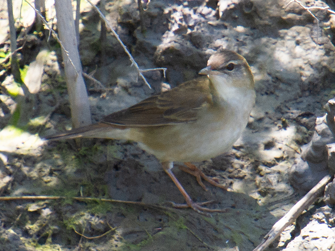 Middendorf's Grasshopper Warbler