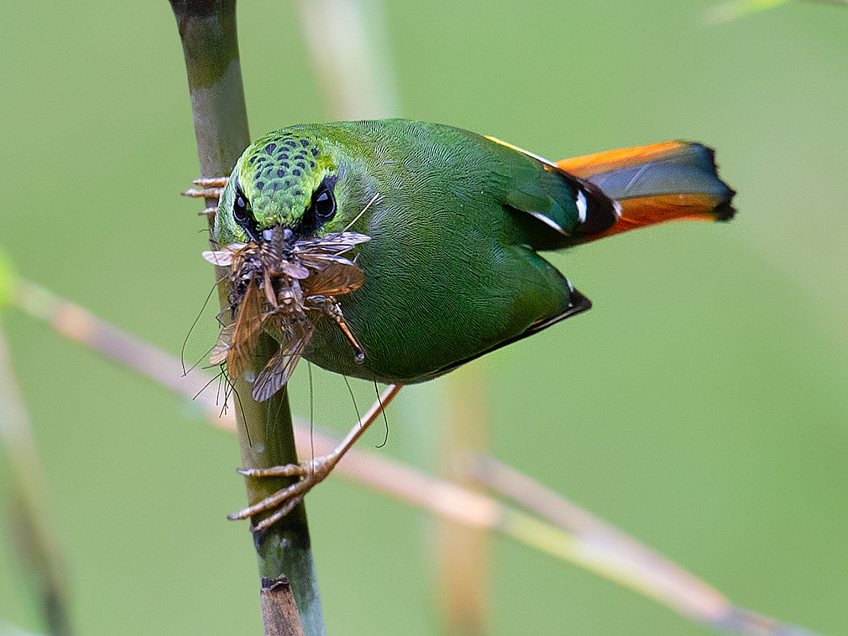 Fire-tailed Myzornis