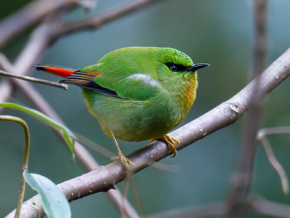 Fire-tailed Myzornis