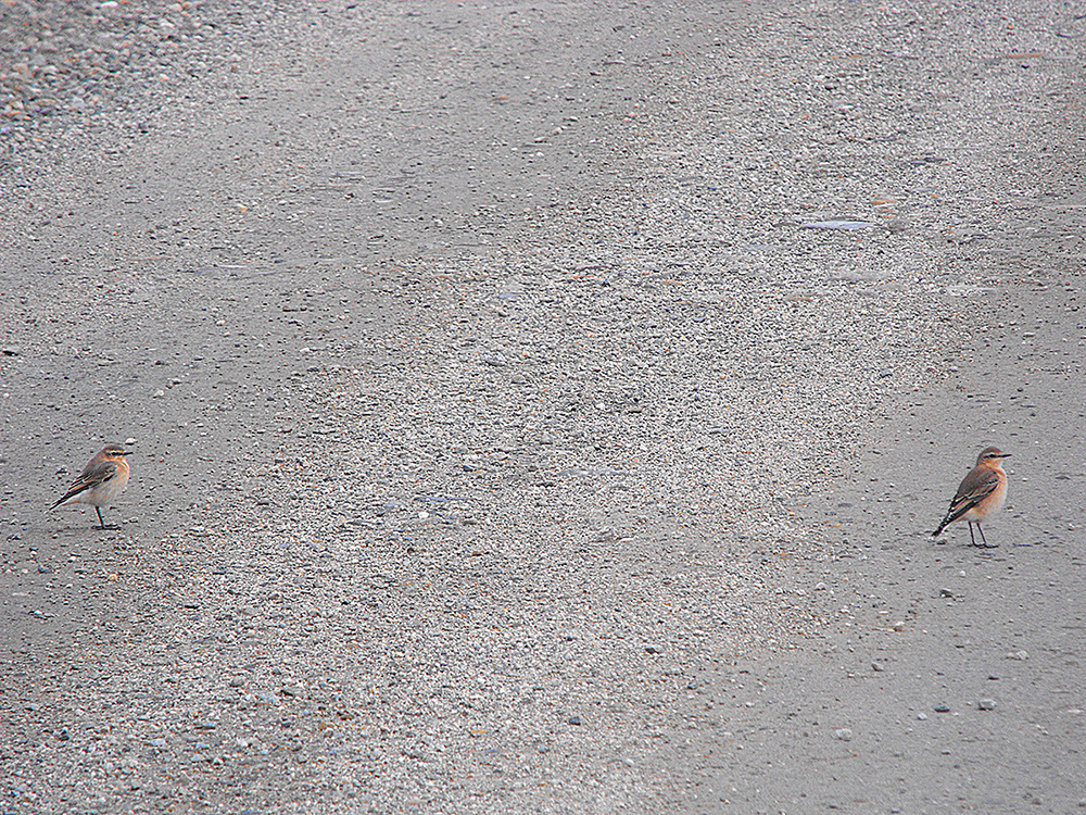 wheatears