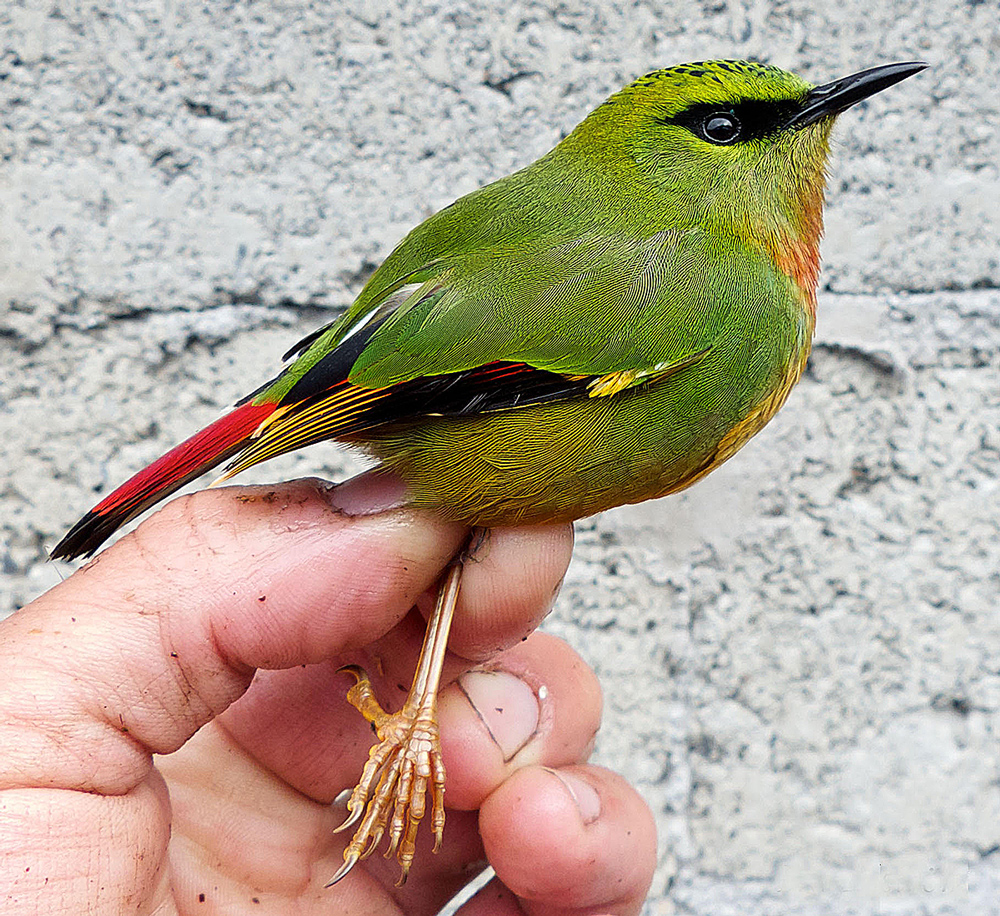 Fire-tailed Myzornis