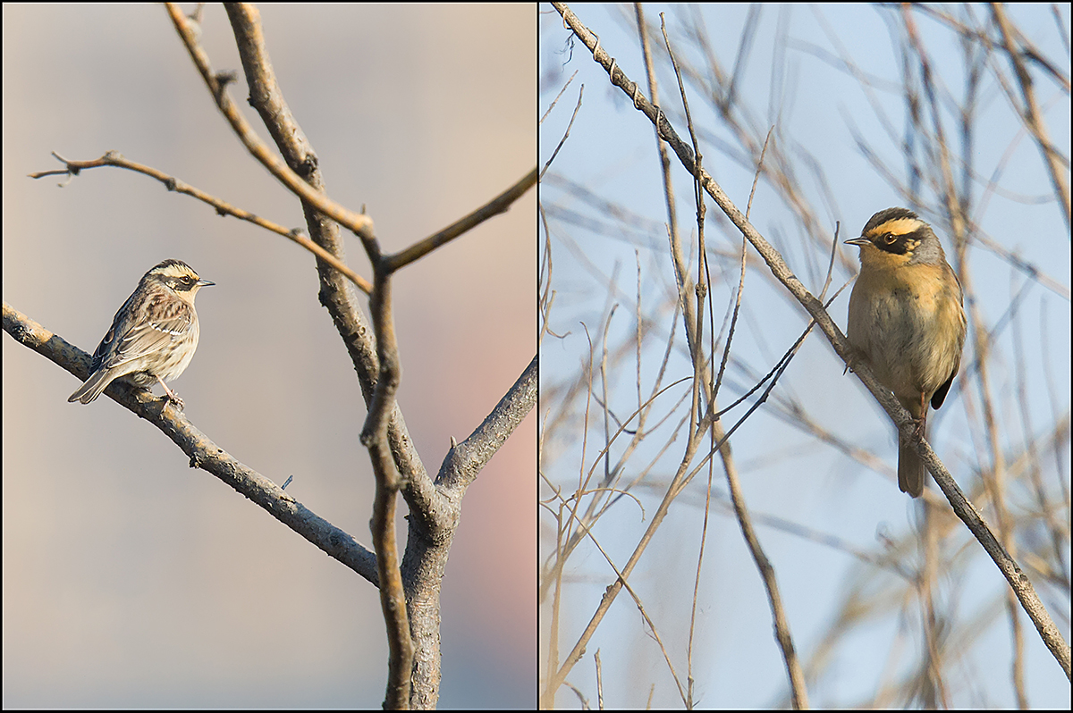 Siberian Accentor