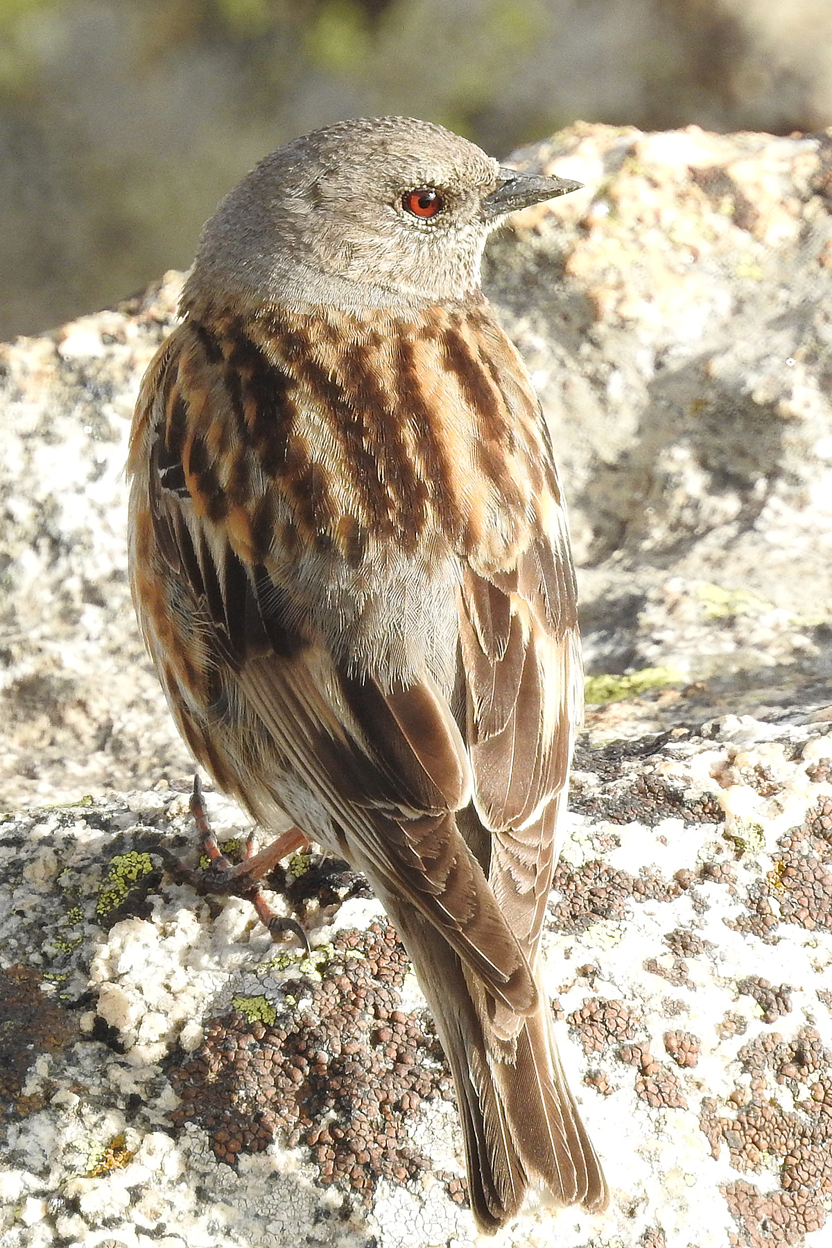 Altai Accentor