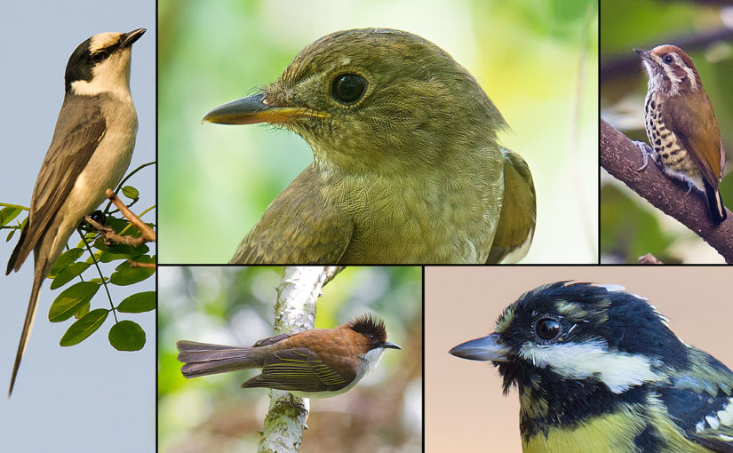 Birding Western Shanghai