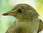 Brown-chested Jungle Flycatcher