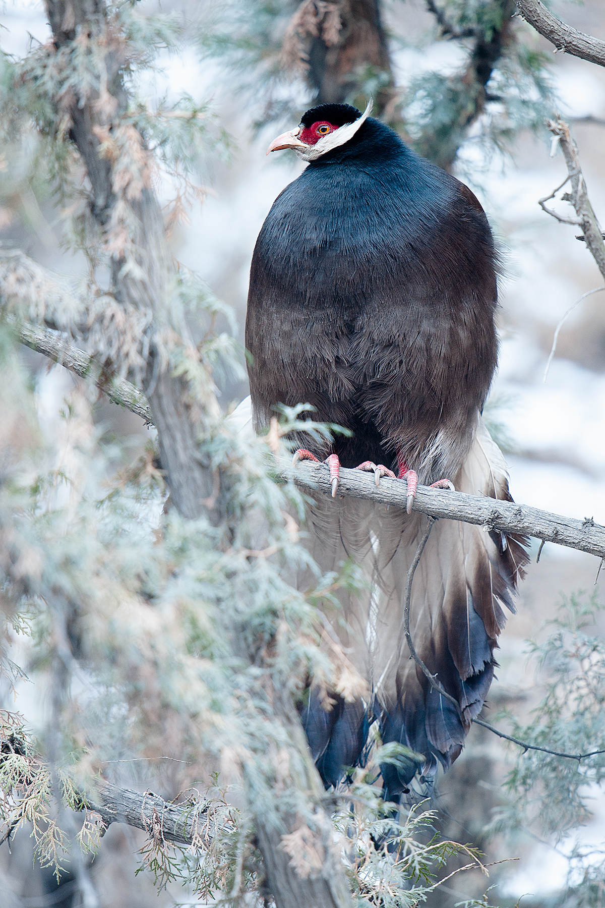 Brown Eared Pheasant