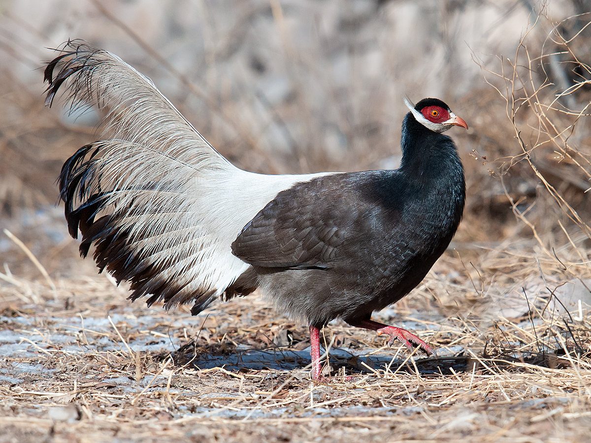 Brown Eared Pheasant