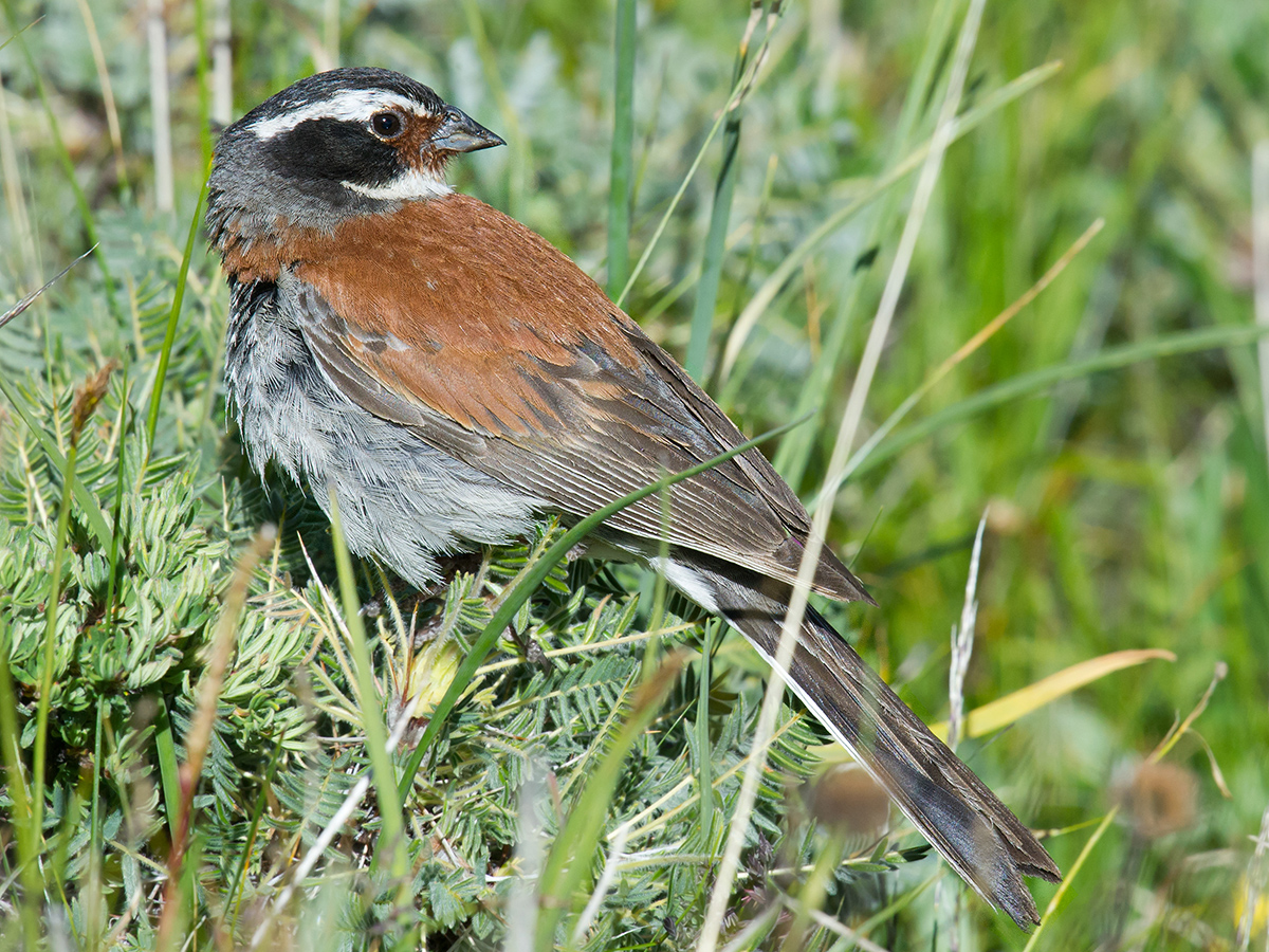 Tibetan Bunting