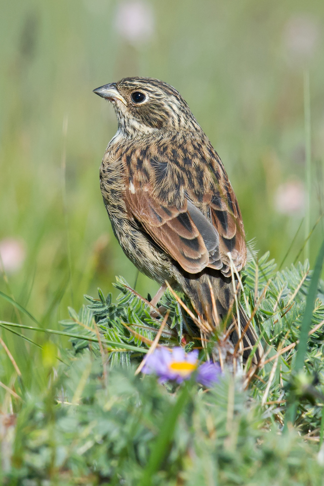 Tibetan Bunting