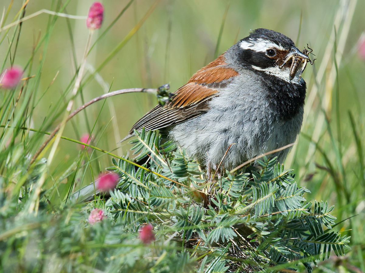 Tibetan Bunting