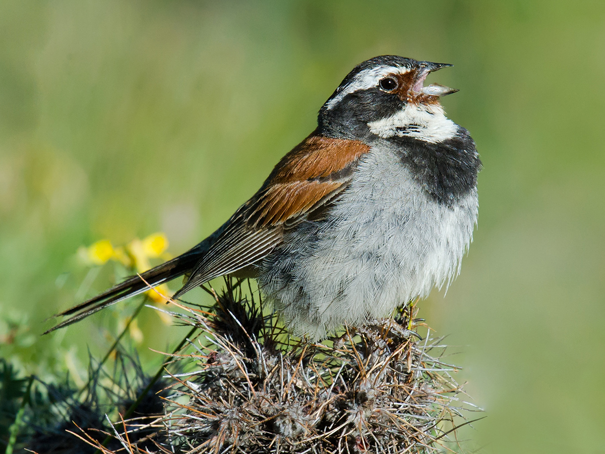 Tibetan Bunting