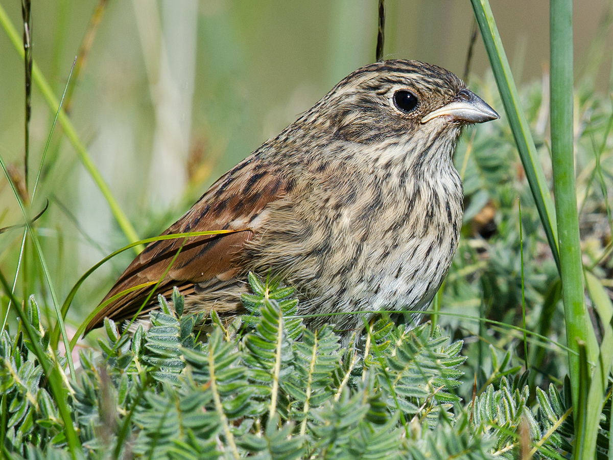 Tibetan Bunting