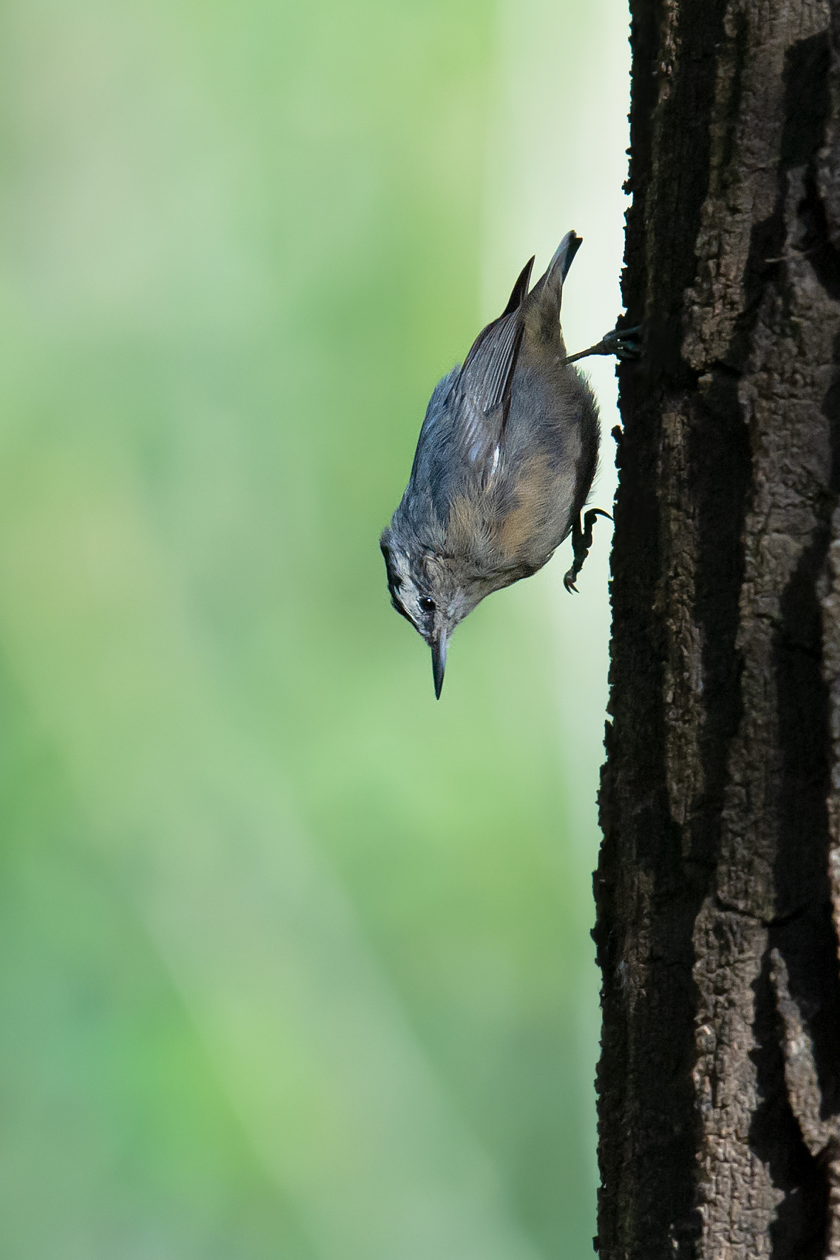 Chinese Nuthatch