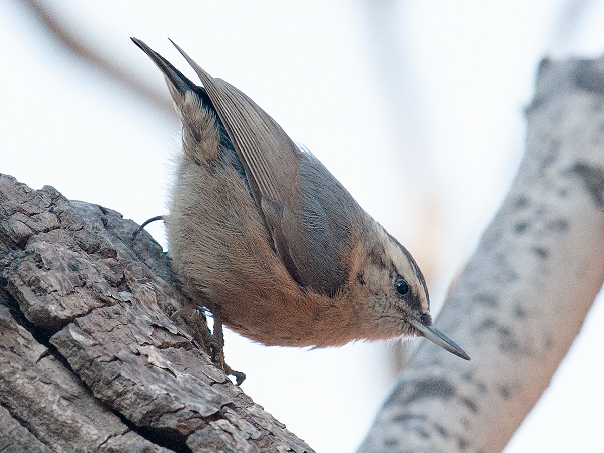 Chinese Nuthatch