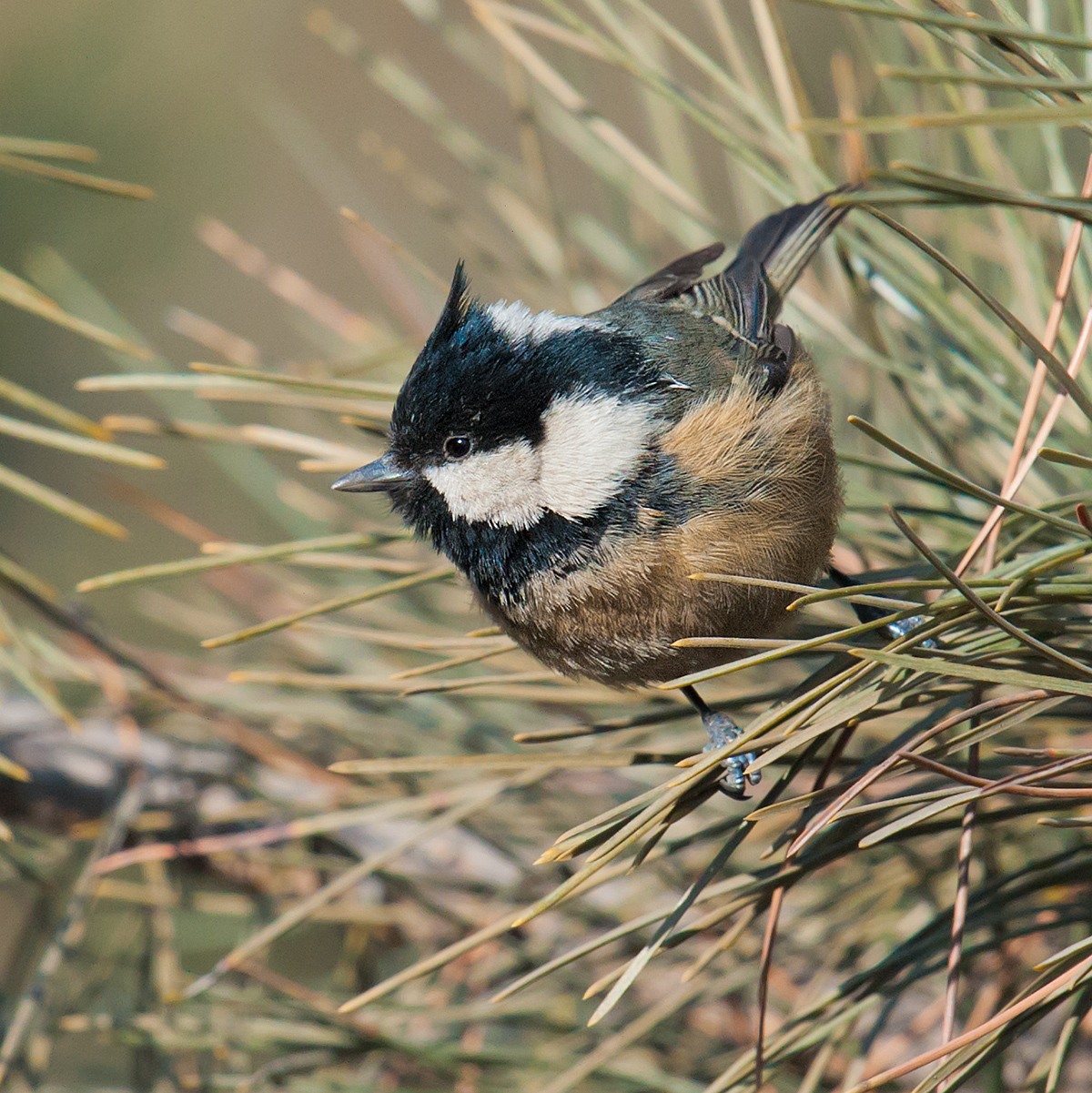 Coal Tit