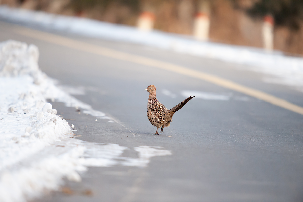 Common Pheasant